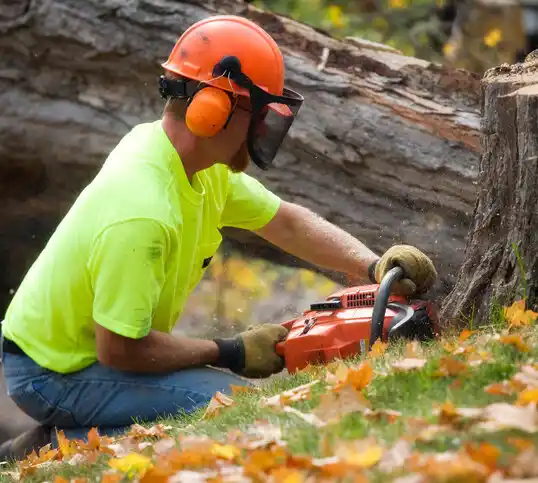 tree services Swannanoa